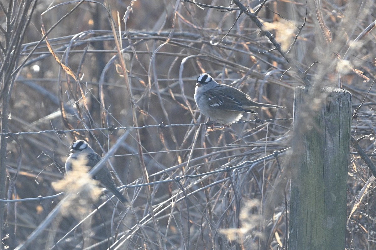 White-crowned Sparrow - ML646876822