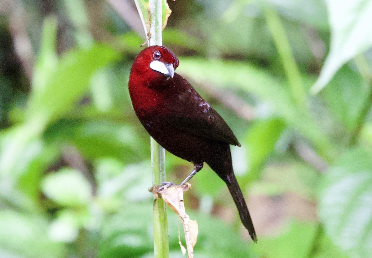 Silver-beaked Tanager - ML646876824