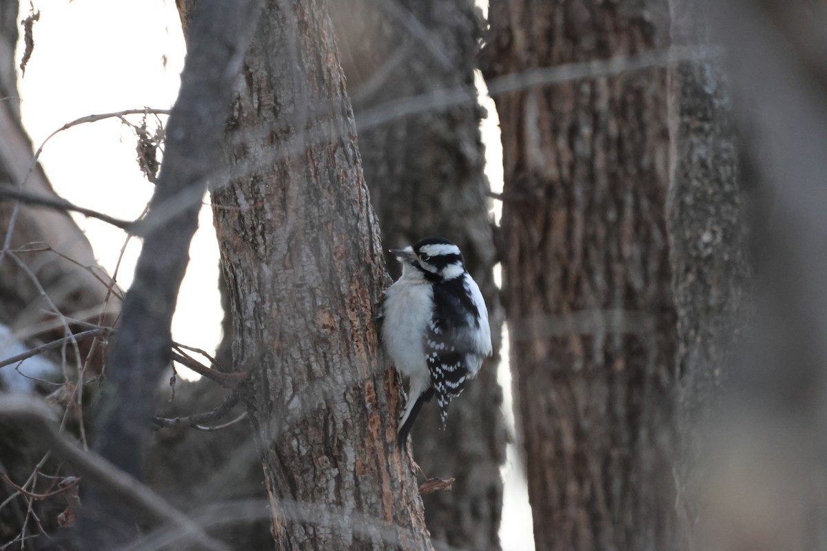 Downy Woodpecker - ML646876826