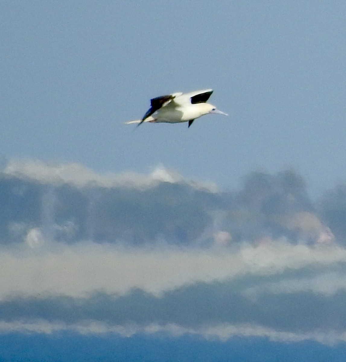 Красноногая олуша - ML646876829