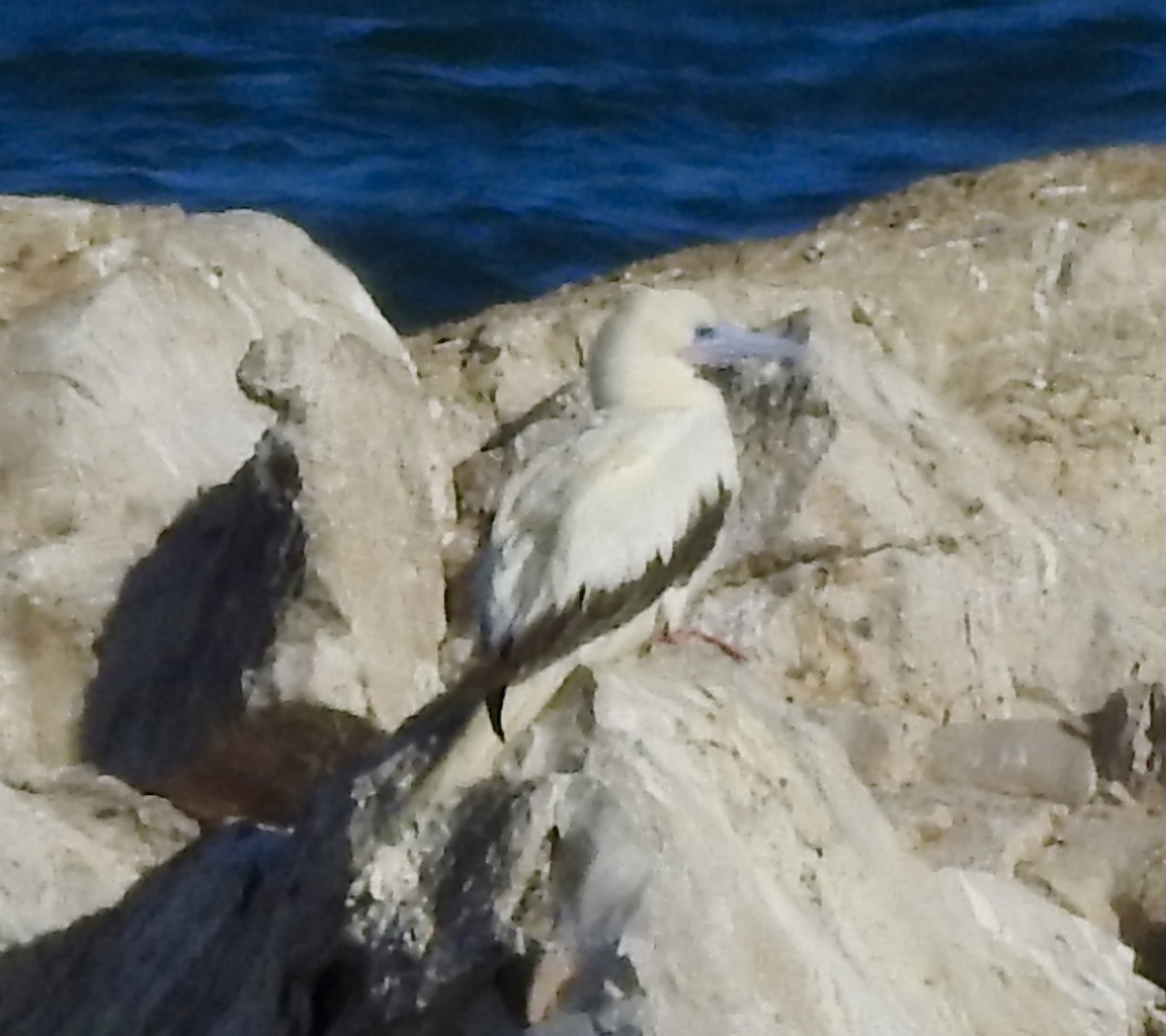 Красноногая олуша - ML646876830