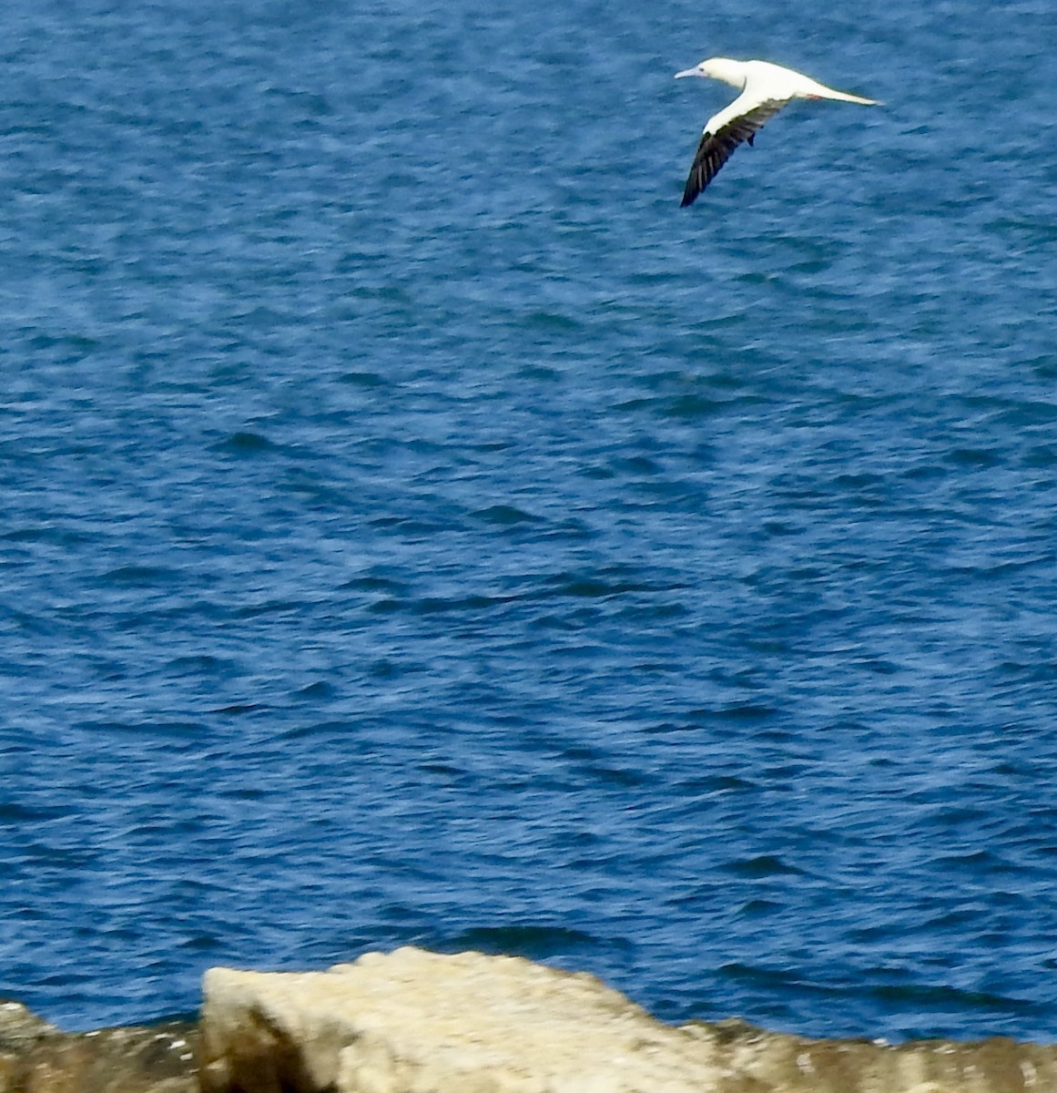 Красноногая олуша - ML646876831