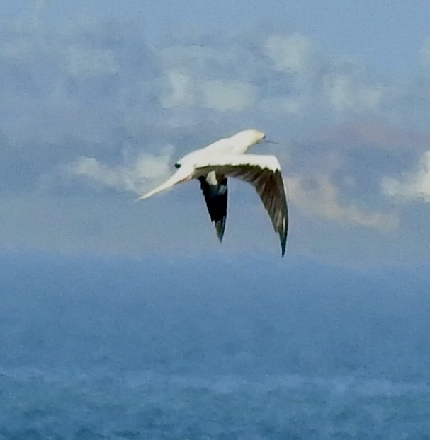 Красноногая олуша - ML646876832