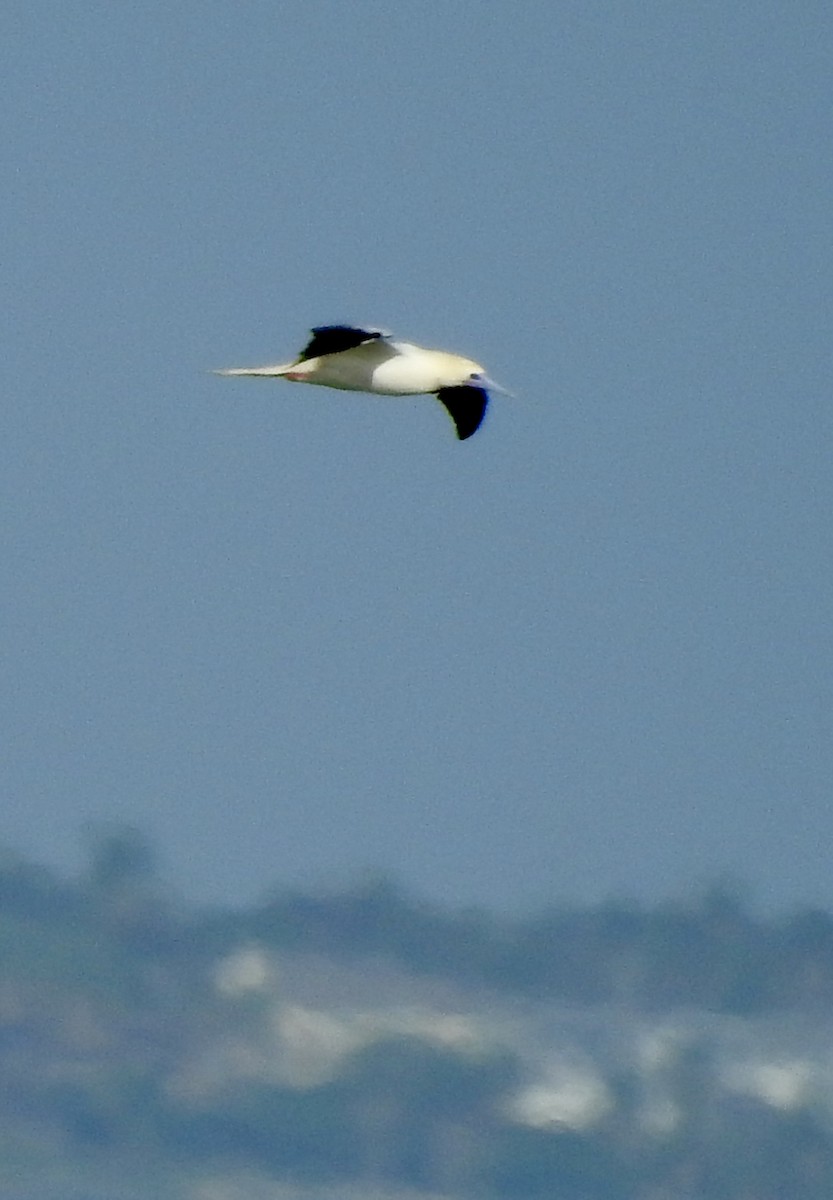 Красноногая олуша - ML646876833