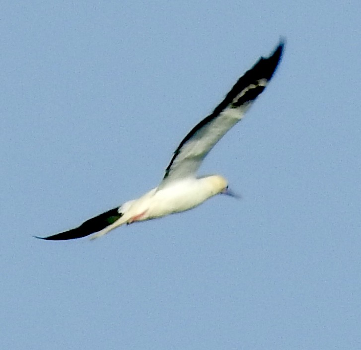 Красноногая олуша - ML646876834