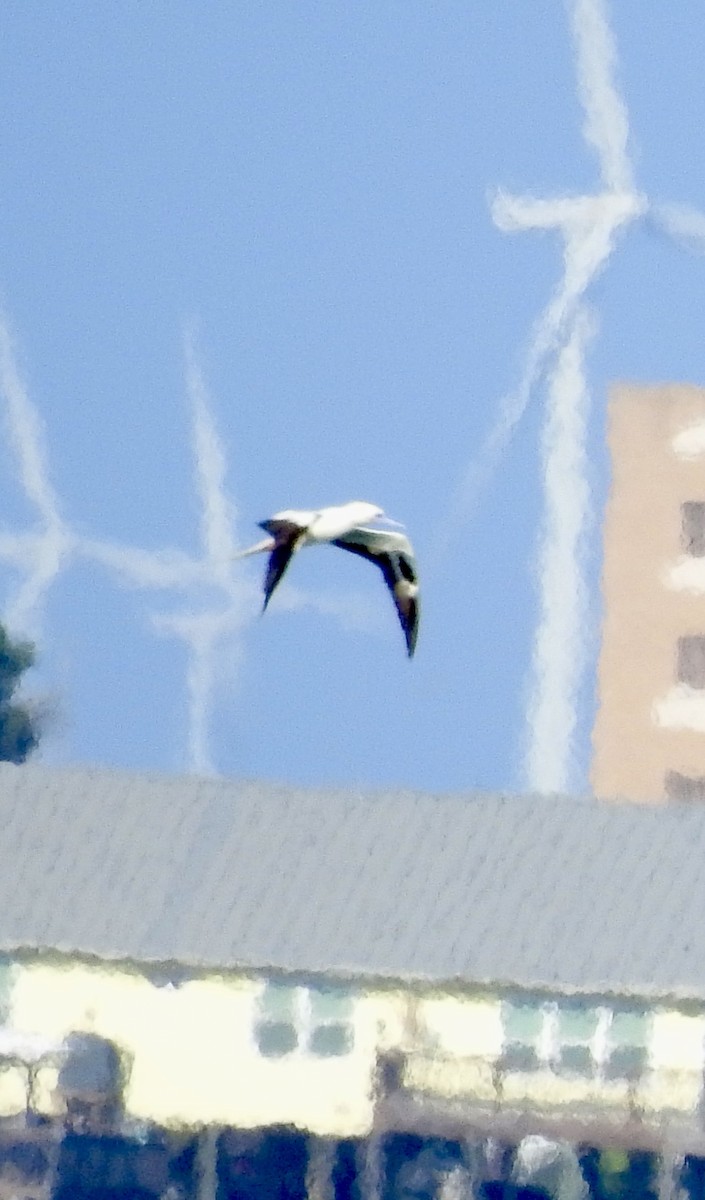 Красноногая олуша - ML646876835