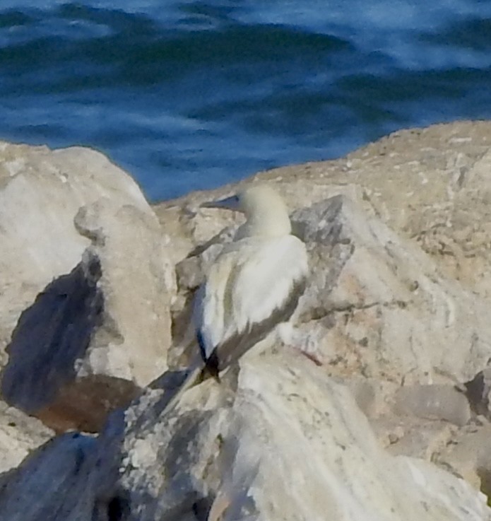 Красноногая олуша - ML646876836