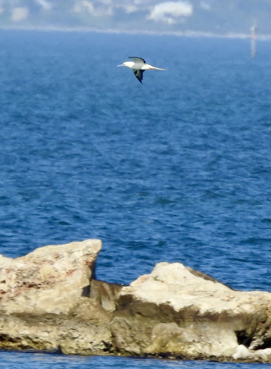 Красноногая олуша - ML646876837