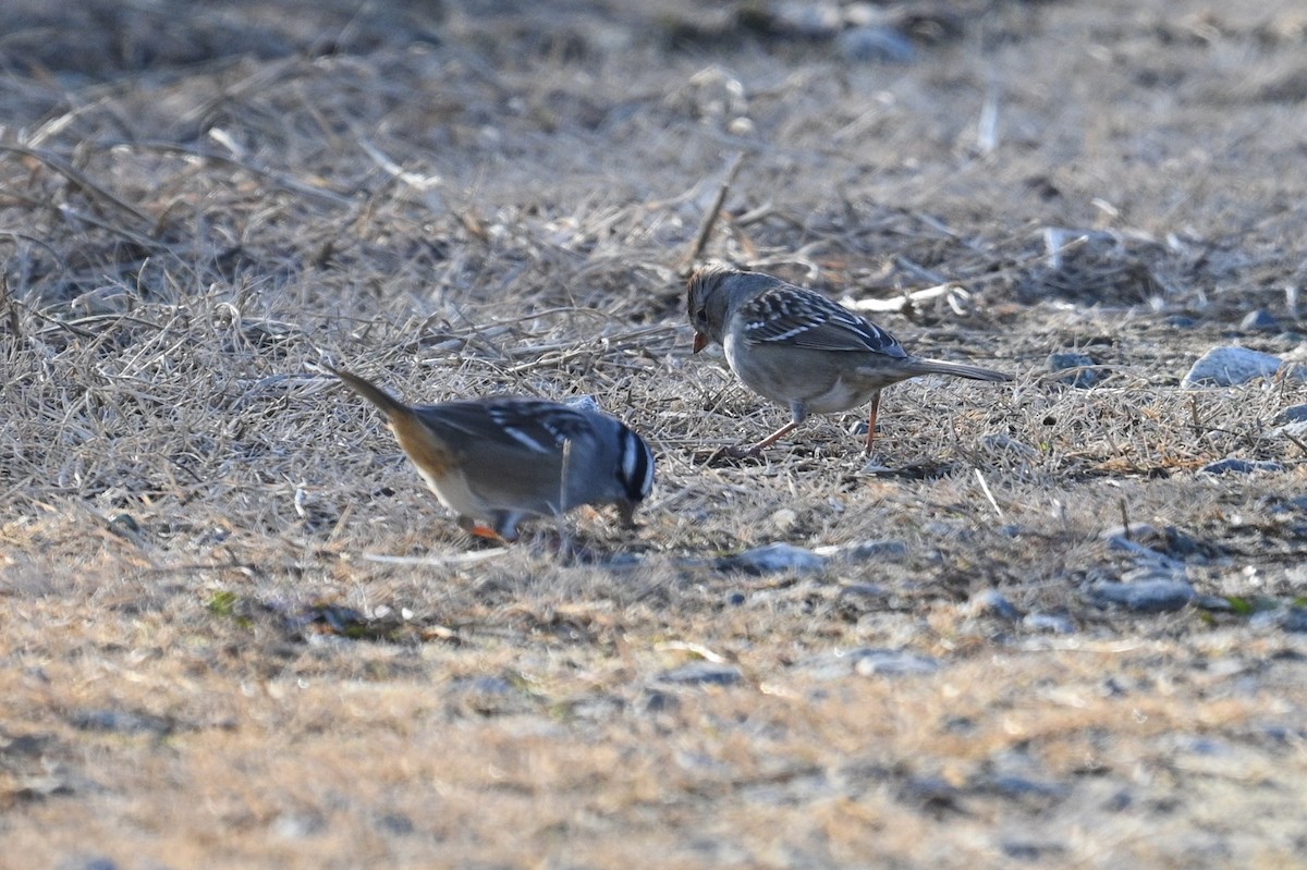White-crowned Sparrow - ML646876839