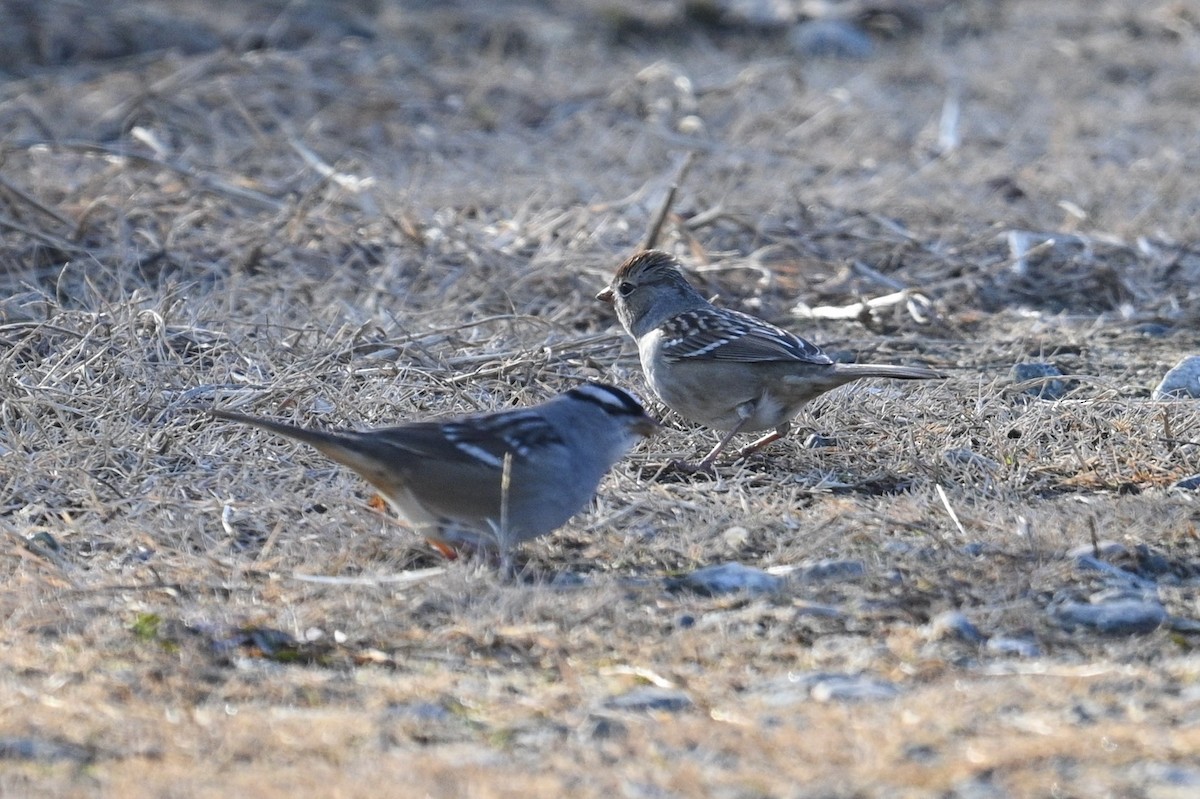 White-crowned Sparrow - ML646876840