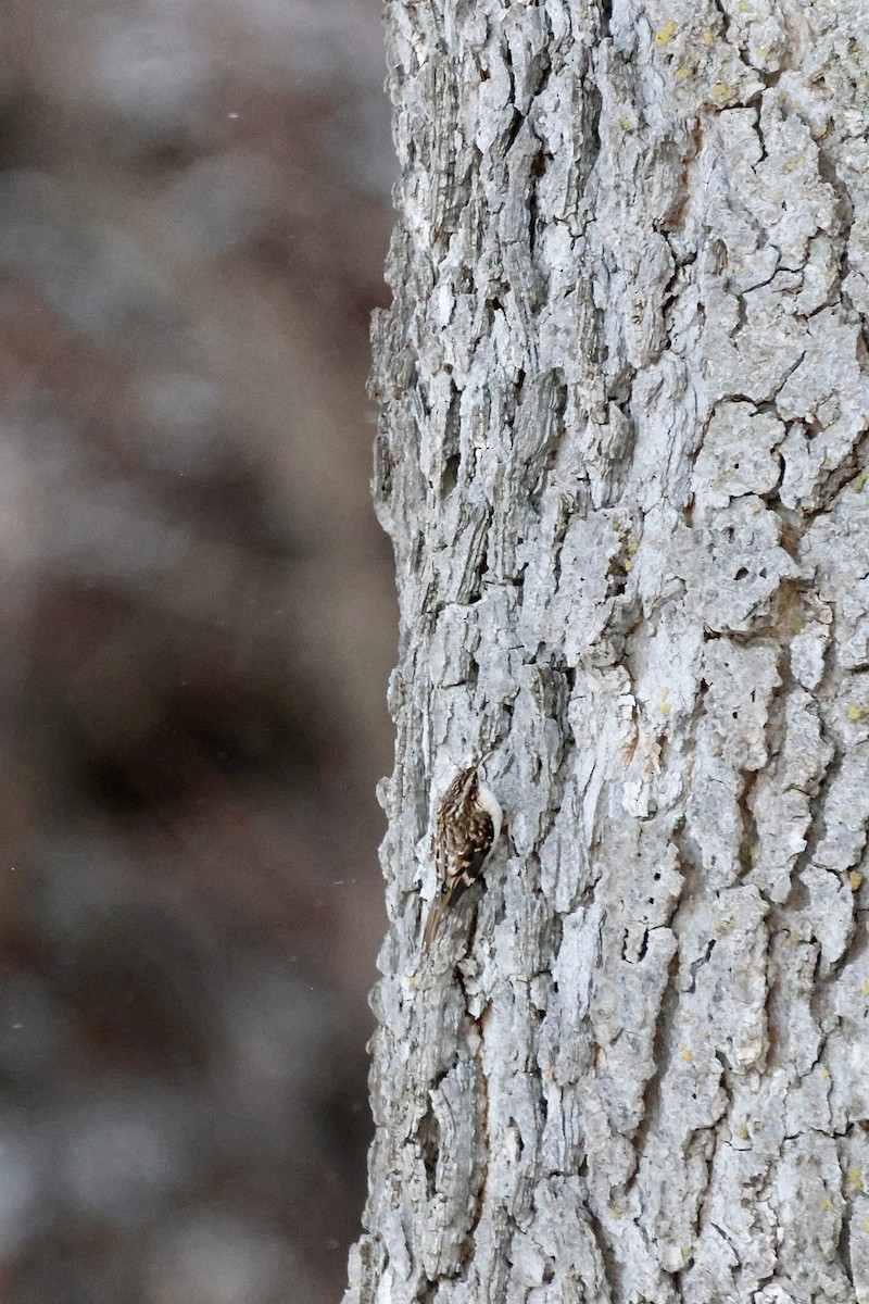Brown Creeper - ML646876841