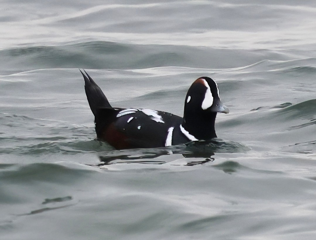 Palyaço Ördeği - ML646876843