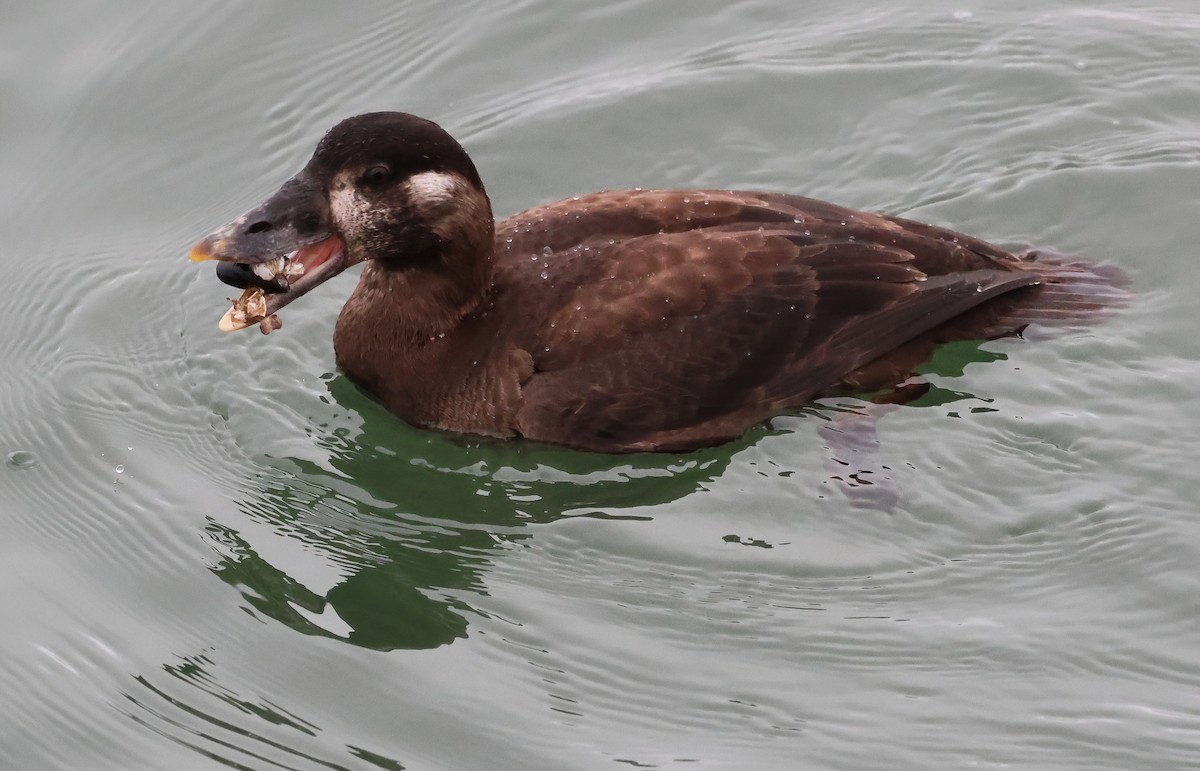Negrón Careto - ML646876854
