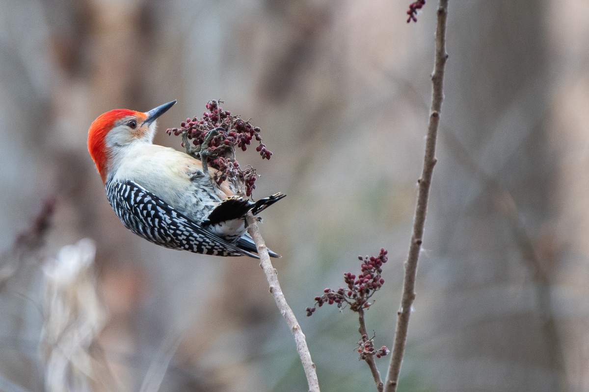 Red-bellied Woodpecker - ML646876858