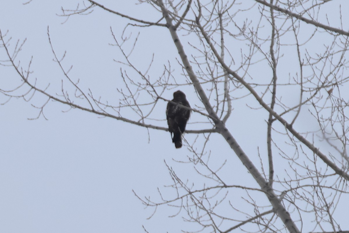 Red-tailed Hawk - ML646876859