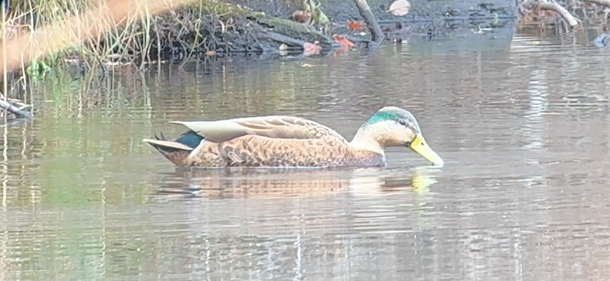 kachna divoká x tmavá (hybrid) - ML646876860