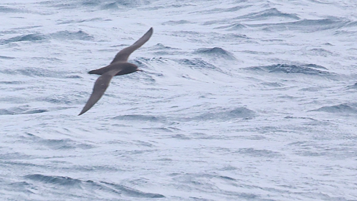 Буревісник світлоногий - ML646876870