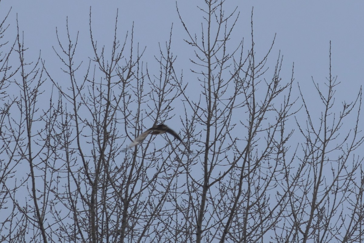 Red-tailed Hawk - ML646876871