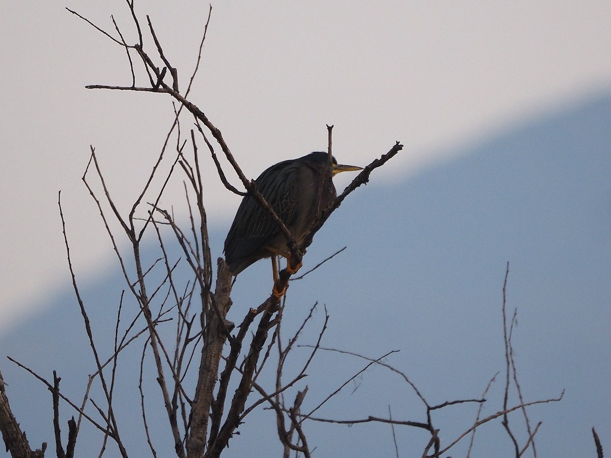 Yeşil Balıkçıl - ML646876872