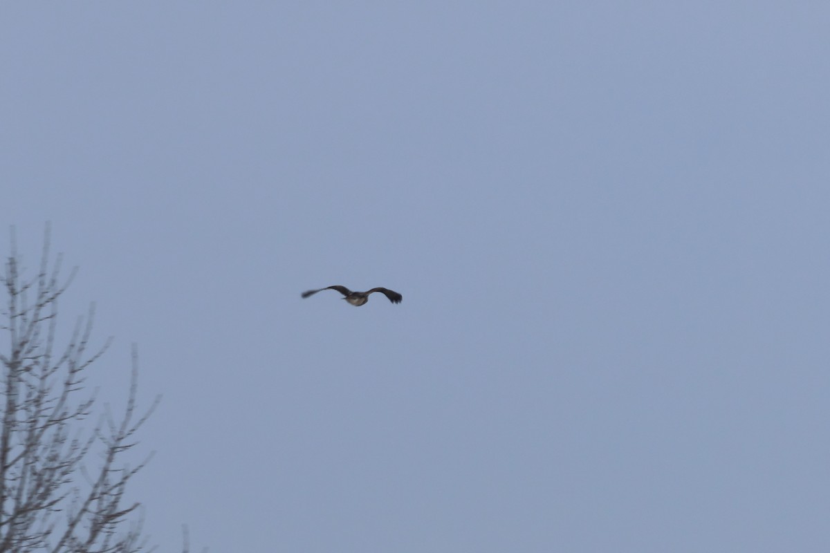 Red-tailed Hawk - ML646876873