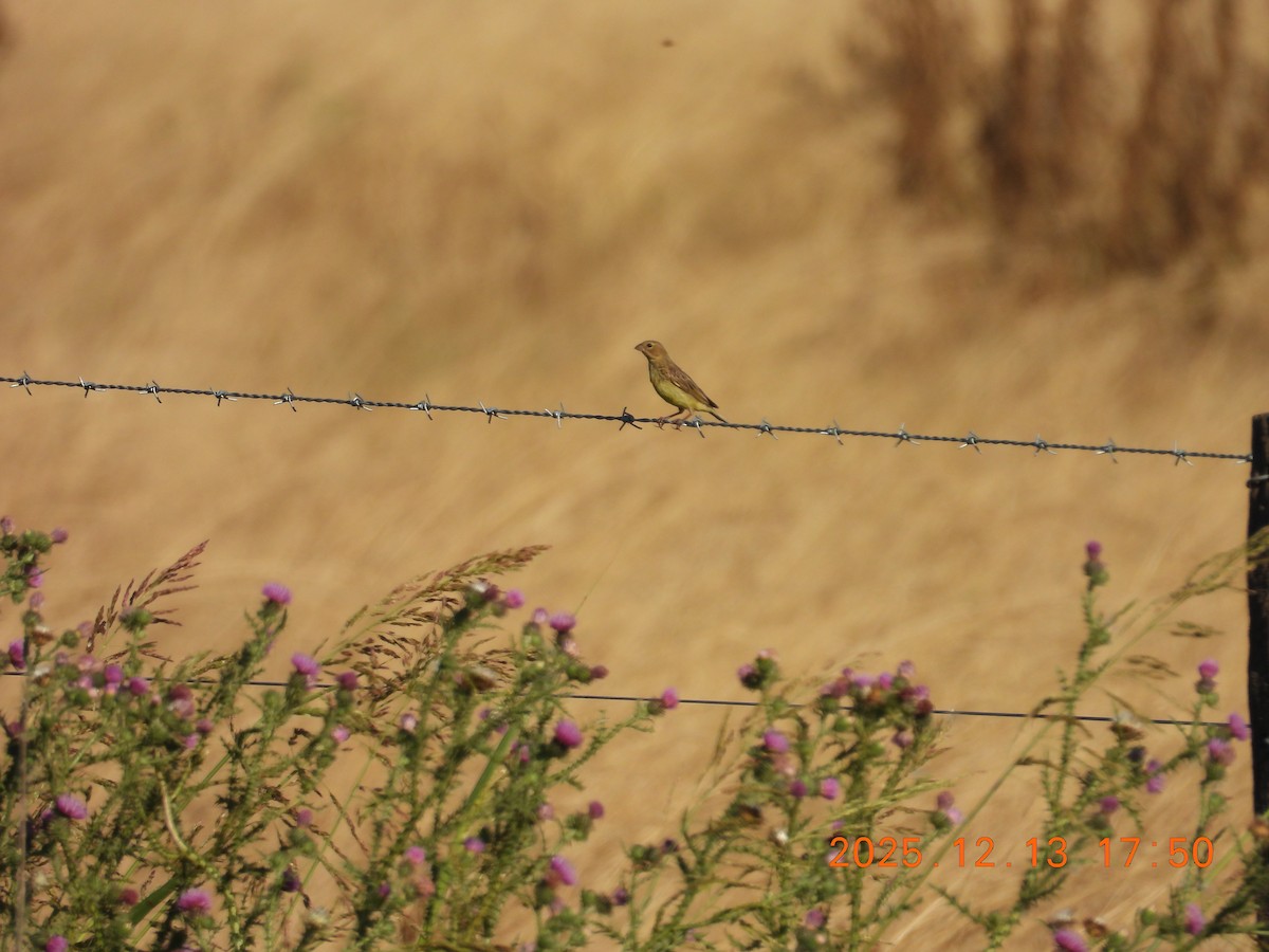 Grassland Yellow-Finch - ML646876874