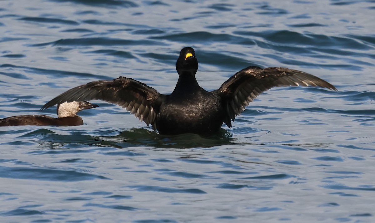 Black Scoter - ML646876881