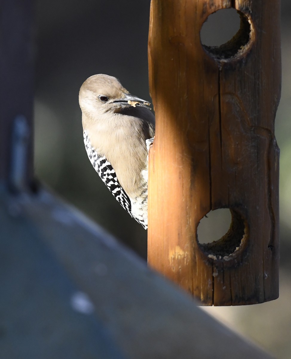 Carpintero de Gila - ML646876882