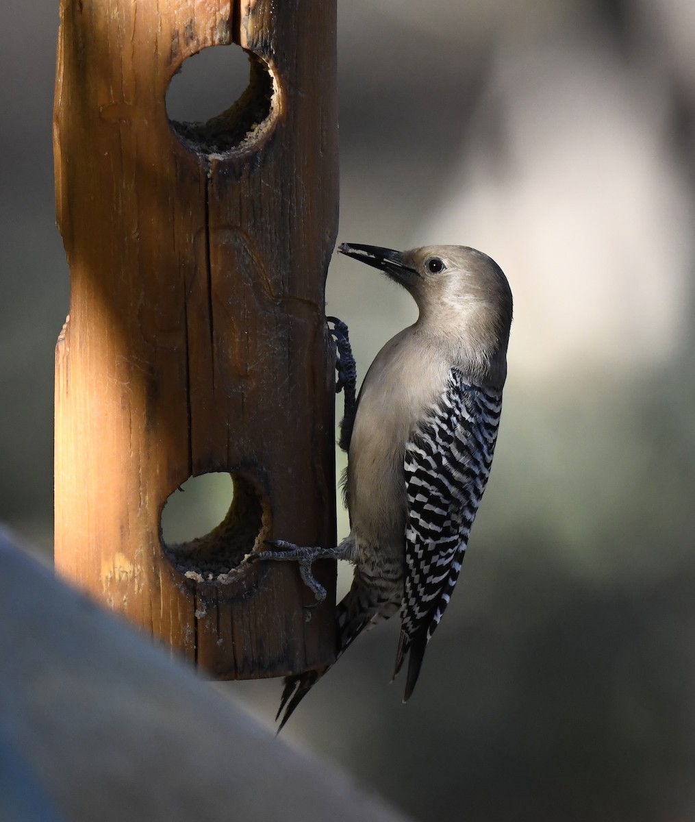 Carpintero de Gila - ML646876883