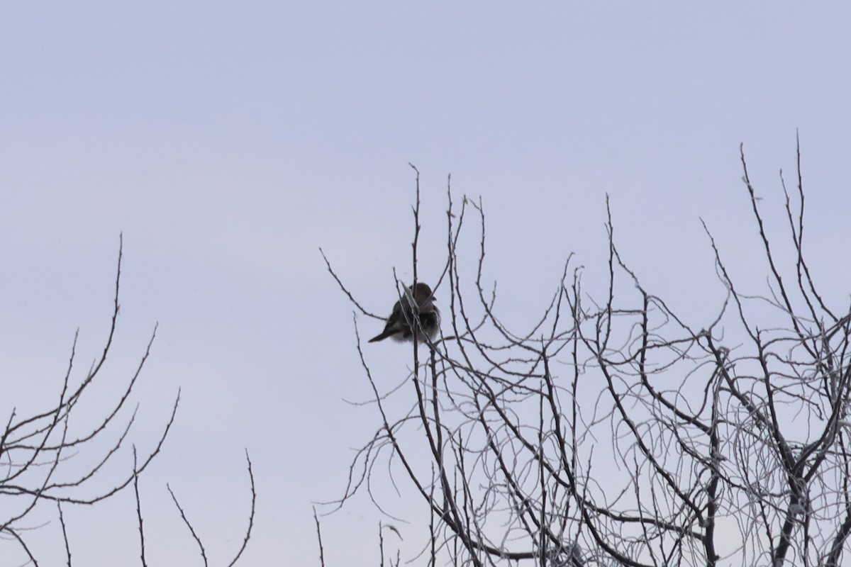 Northern Shrike - ML646876884