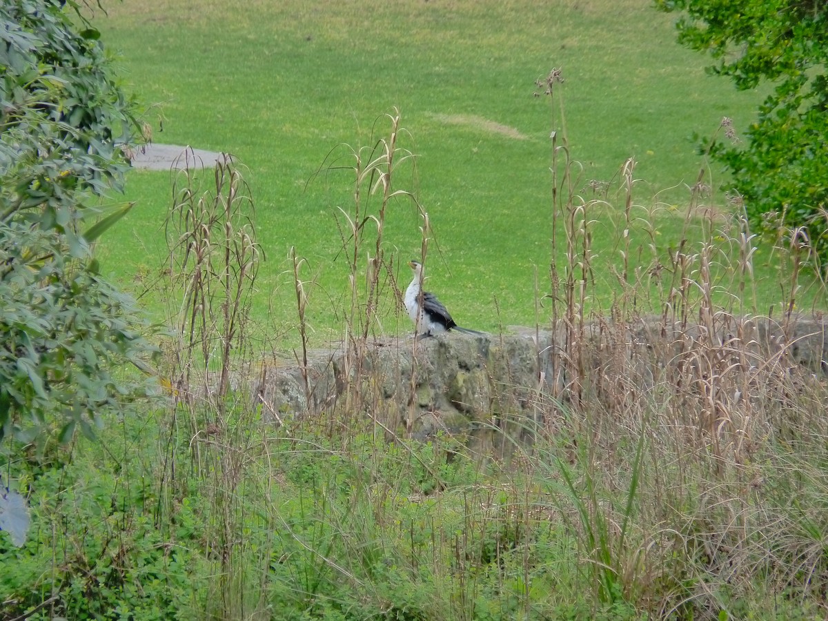 Little Pied Cormorant - ML646876885