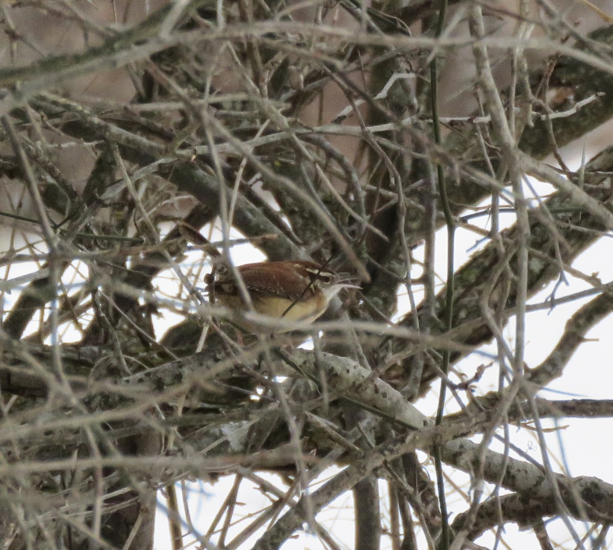 Carolinazaunkönig - ML646876888