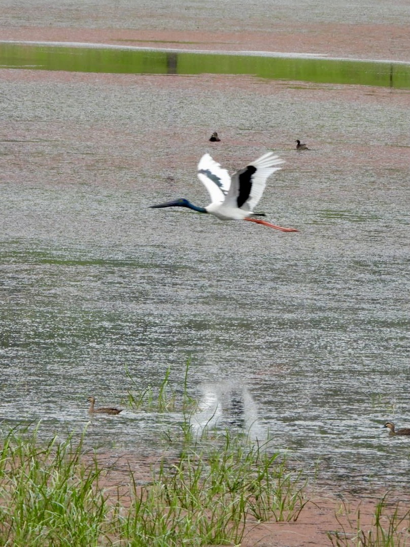 セイタカコウ - ML646876892