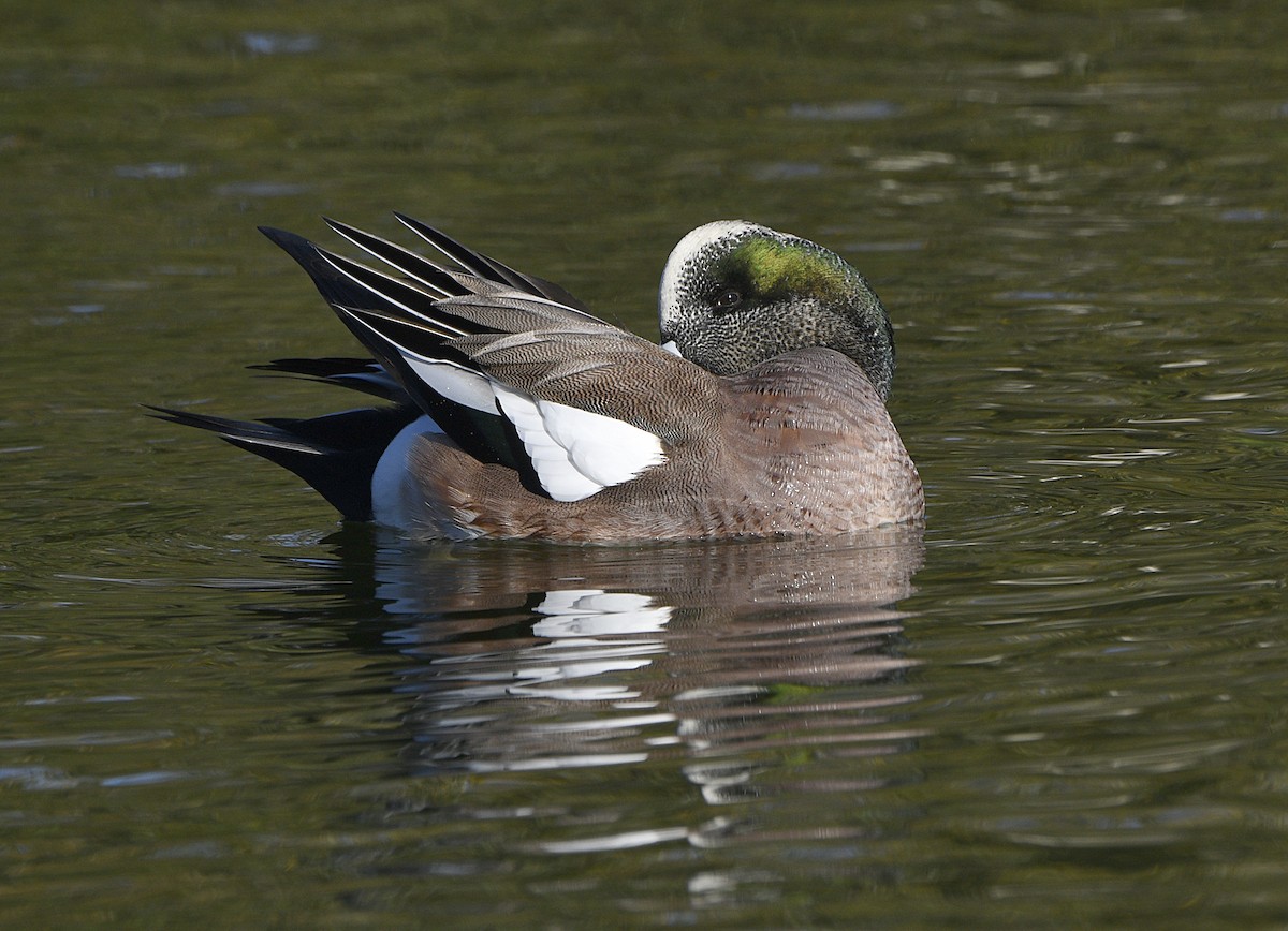 American Wigeon - ML646876894