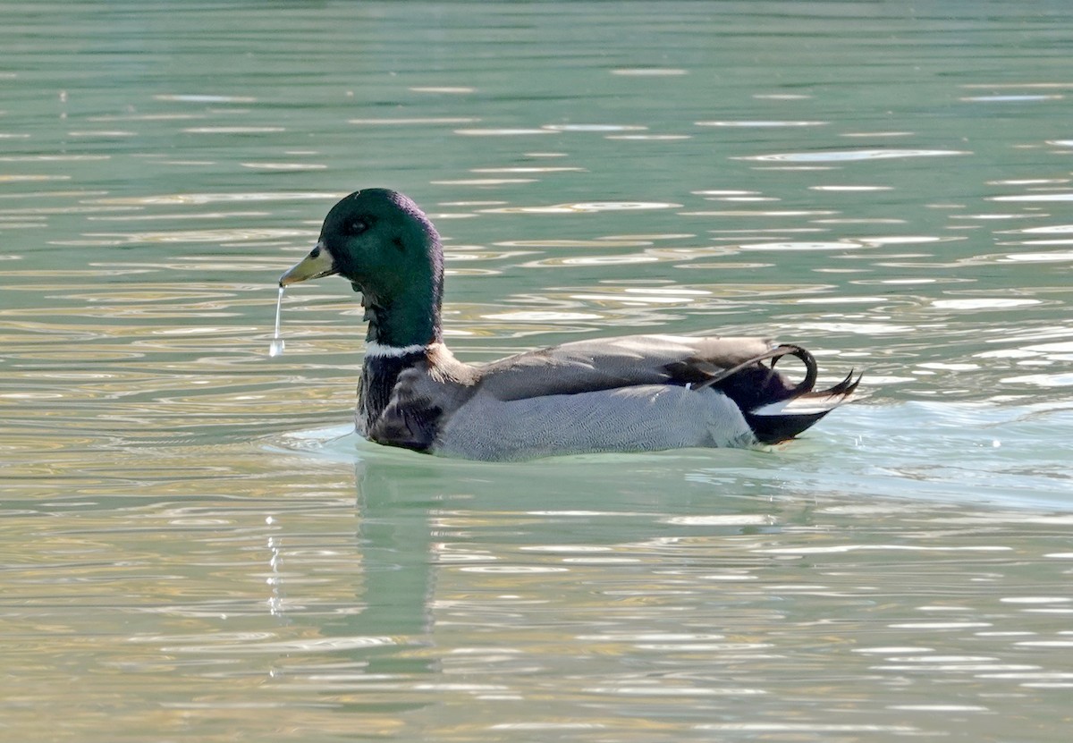 Anatra germanata - ML646876897