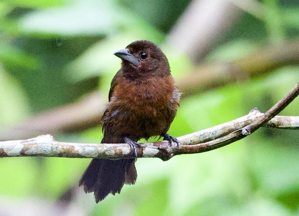 Silver-beaked Tanager - ML646876902