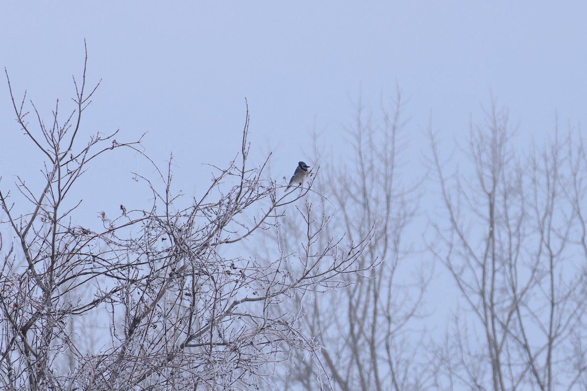 Blue Jay - ML646876903