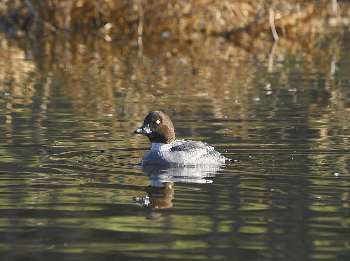 Quattrocchi - ML646876906