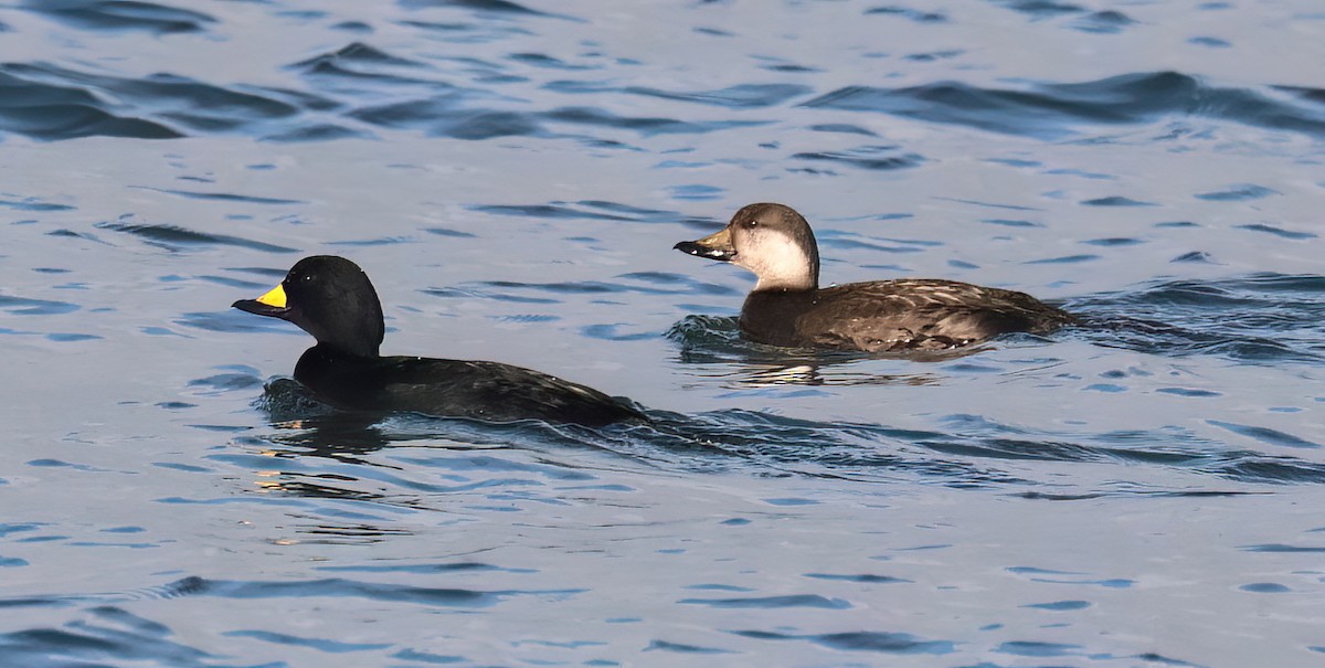 Black Scoter - ML646876909