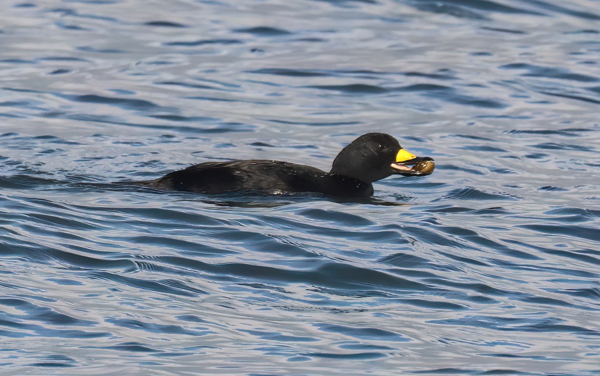 Black Scoter - ML646876910
