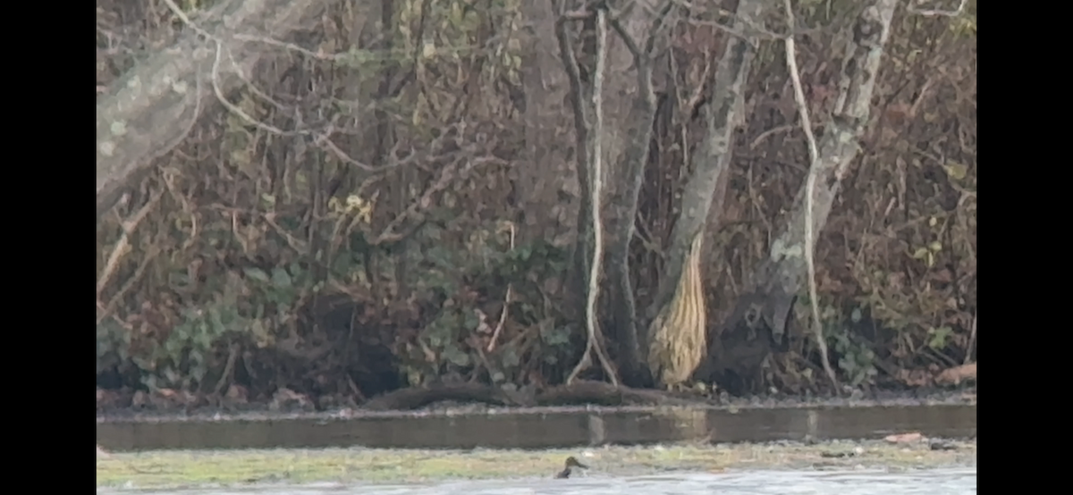 American Bittern - ML646876912