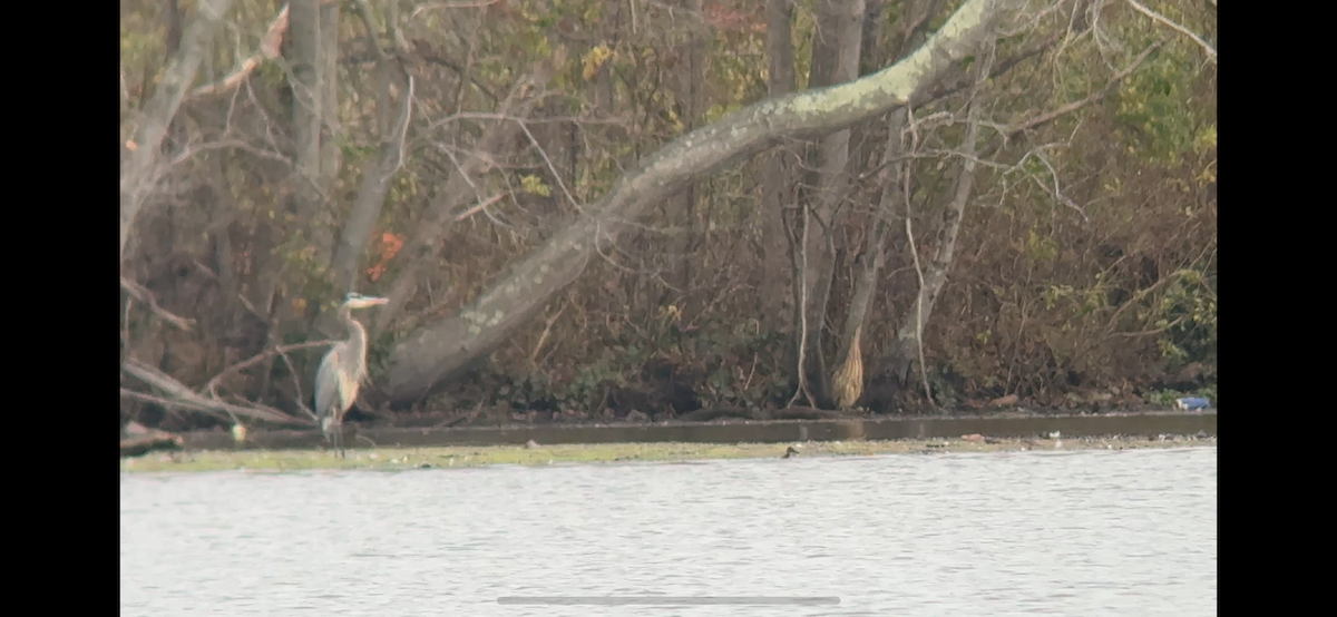 American Bittern - ML646876913