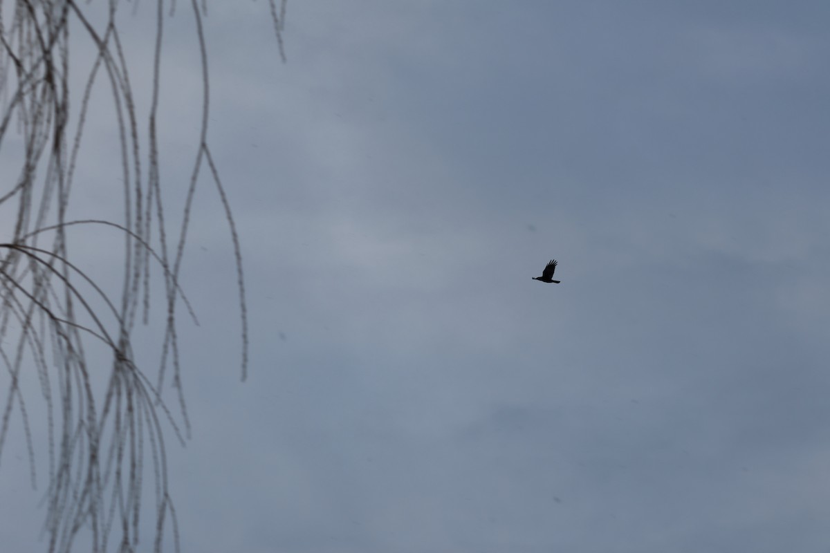 American Crow - ML646876914