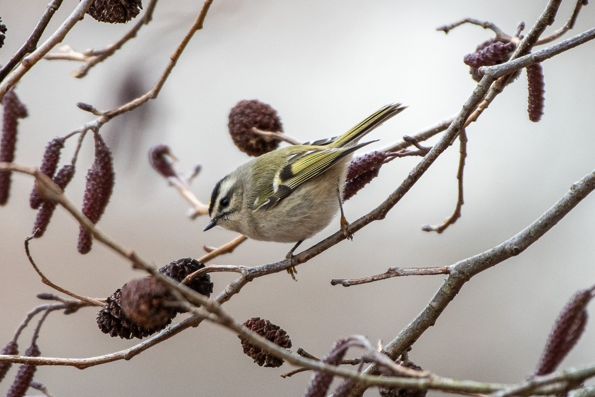 Golden-crowned Kinglet - ML646876915