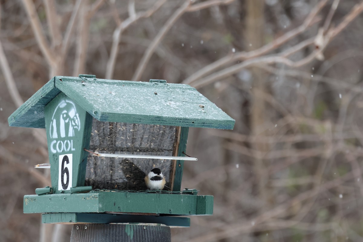 Black-capped Chickadee - ML646876924