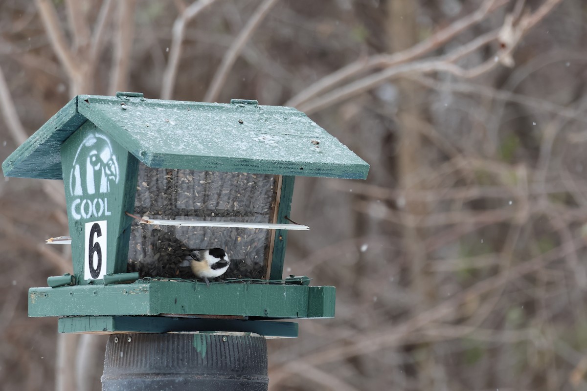 Black-capped Chickadee - ML646876925