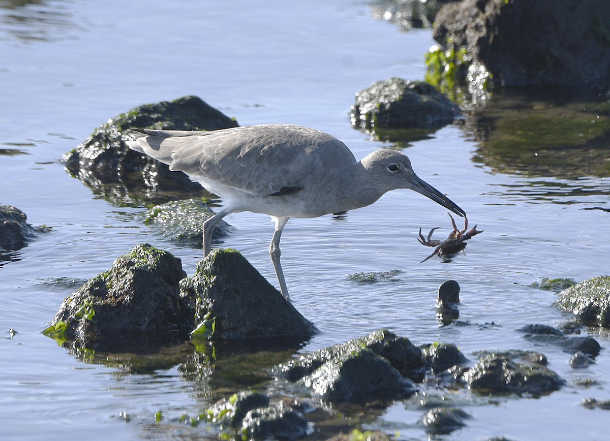 Willet - ML646876932