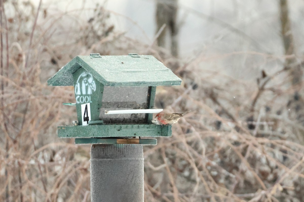 House Finch - ML646876934
