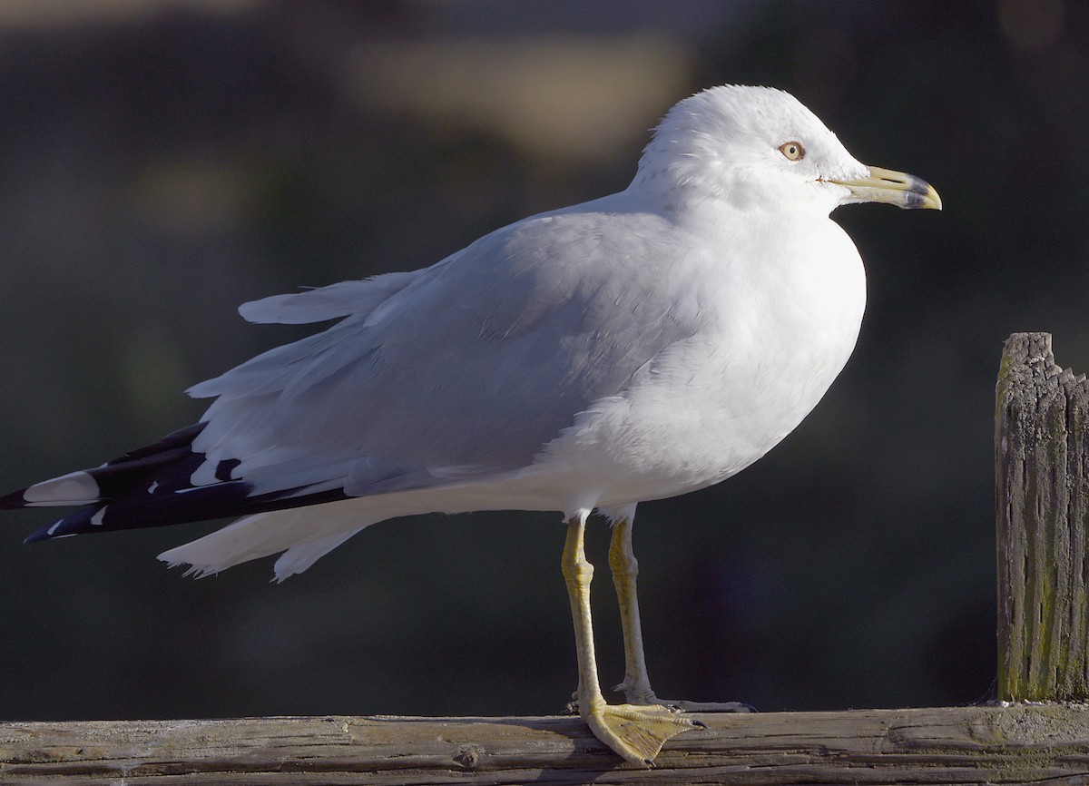 Ring-billed Gull - ML646876936