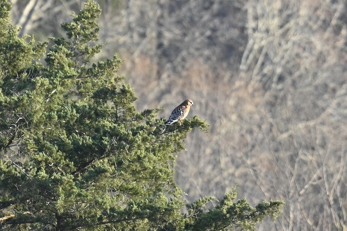 Red-shouldered Hawk - ML646876938