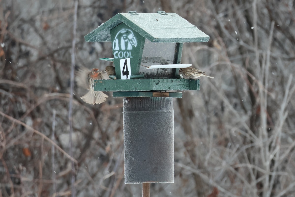 House Finch - ML646876939